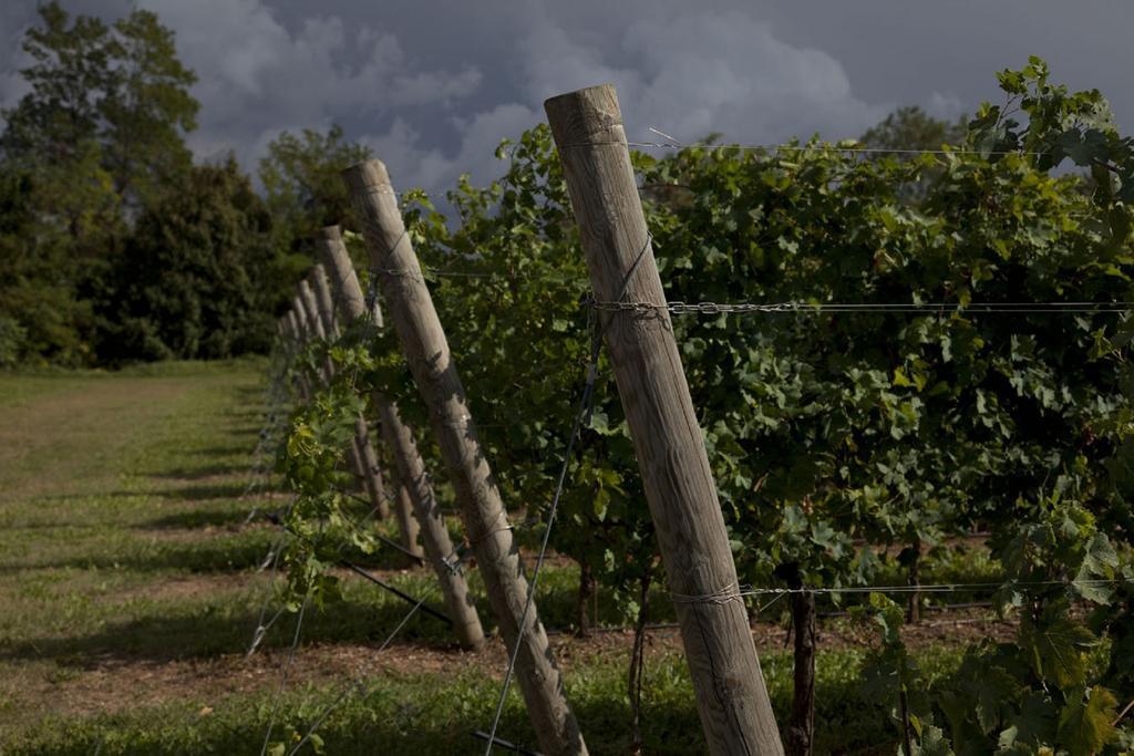 Dimora Buglioni Wine Relais Vila San Pietro in Cariano Exterior foto