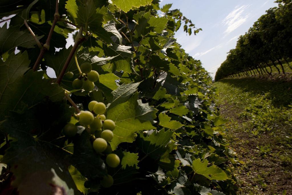 Dimora Buglioni Wine Relais Vila San Pietro in Cariano Exterior foto