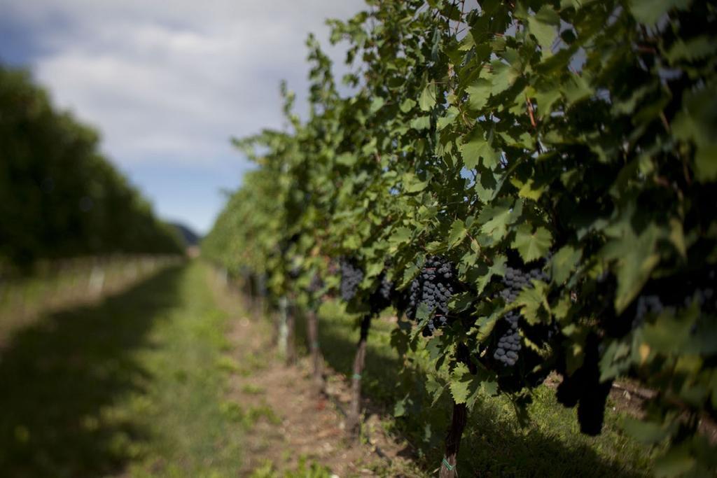 Dimora Buglioni Wine Relais Vila San Pietro in Cariano Exterior foto